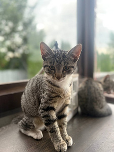 Очаровательные котята (8 фото из 8)