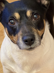 Jack Russell isane koer (1 foto / 4)