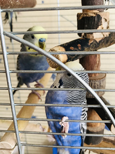 Viirpapagoid, isane (2 foto / 2)