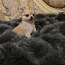 Chihuahua kutsikas: poiss (foto #2)