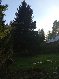 Uusaasta kuusk (2 foto / 4)