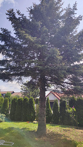 Hekkide ja tujade pügamine ja pügamine. saagitud puid (7 foto / 8)