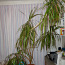 Suur draakonipuu, kõrgus potiga koos umbes 2m (foto #1)
