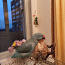 Kaelakee papagoi (foto #1)