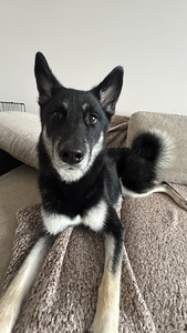 Annan koera headesse kätesse (1 foto / 3)