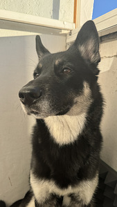 Annan koera headesse kätesse (3 foto / 3)