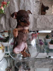 Kutsikad vene-mänguasi, mini. (1 foto / 2)