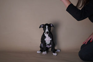 Ameerika pitbullterjer (2 foto / 10)