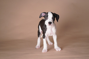 Ameerika pitbullterjer (5 foto / 10)