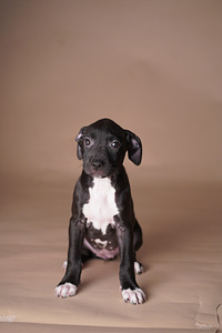 Ameerika pitbullterjer (7 foto / 10)