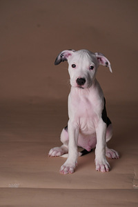 Ameerika pitbullterjer (8 foto / 10)