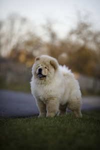 Chow chow (3 photo of 4)