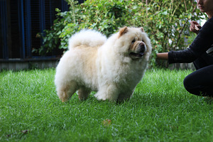 Chow chow (7 foto no 7)