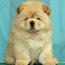 Chow chow šuniuko šviesios kreminės spalvos (nuotrauka #1)