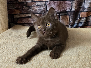 Scottish straight pennut (1 valokuva sivusta 7)