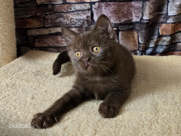 Scottish straight pennut