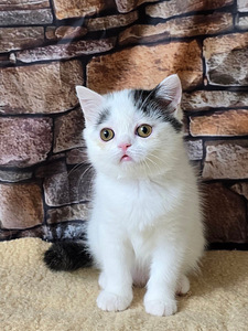 Scottish straight pennut (6 valokuva sivusta 7)