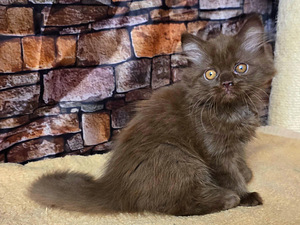 Scottish Straght tyttö (3 valokuva sivusta 6)