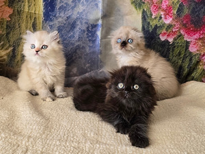 Scottish fold kissan pennut (2 valokuva sivusta 10)