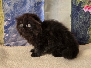 Scottish fold kissan pennut (5 valokuva sivusta 10)