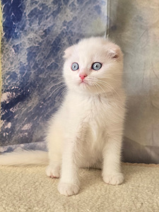 Scottish fold kissan pennut (7 valokuva sivusta 10)