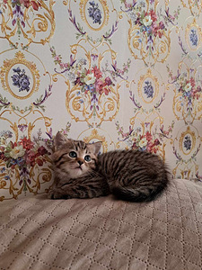 Котята без документов Scottish Straight (2 фото из 10)