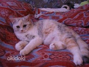 Котята без документов Scottish Straight (10 фото из 10)