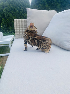 Bengali kassipojad poiss ja tüdruk (3 foto / 6)