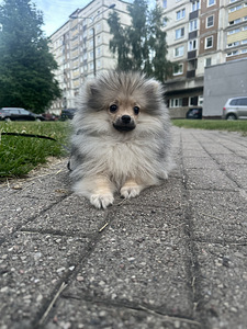 Померанский шпиц девочка (5 фото из 8)