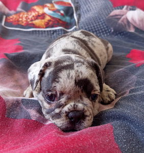 Prantsuse buldog (2 foto / 9)