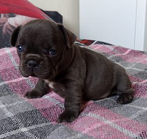 Prantsuse buldog (5 foto / 9)