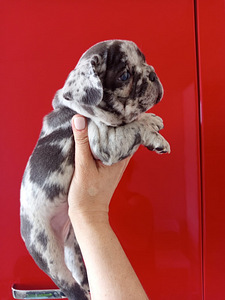 Prantsuse buldog (7 foto / 9)