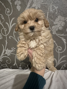 Maltipoo poiss (4 foto / 8)