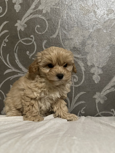Maltipoo poiss (5 foto / 8)