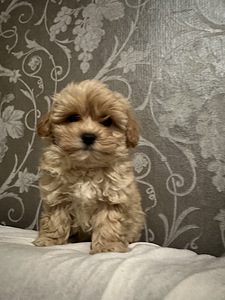 Maltipoo poiss (6 foto / 8)
