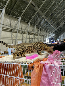 Bengal paaritamiseks (1 foto / 4)