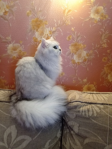 Британский длинношерстный малыш (4 foto / 5)