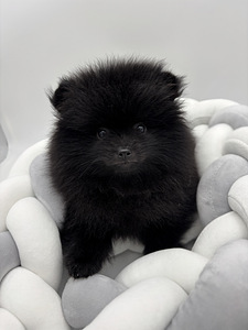 Pomeranian spits (3 foto / 6)