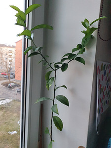 Sidruni (2 foto / 2)