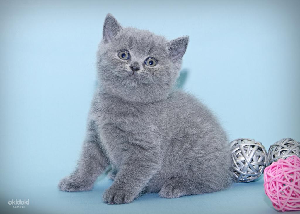 Породистый котенок голубого окраса шубка супер плюш (фото #3)