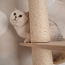 Британский короткошерстный кот, самец (фото #2)