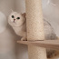 Британский короткошерстный кот, самец (фото #4)
