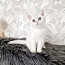 Британский короткошерстный котенок (фото #1)