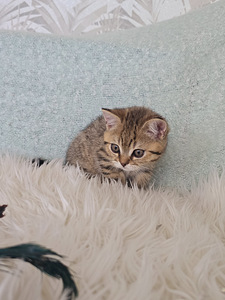 Британский короткошерстный котёнок мальчик (3 фото из 10)