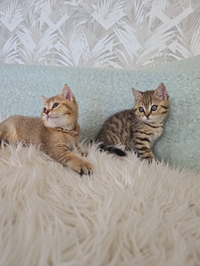 Британский короткошерстный котёнок мальчик (4 фото из 10)