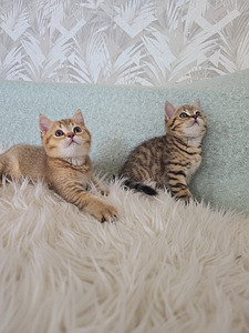 Британский короткошерстный котёнок мальчик (5 фото из 10)