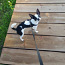 Chihuahua poiss otsib pruuti (foto #1)