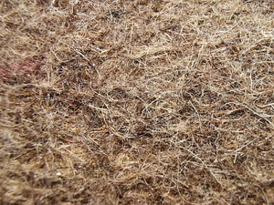 Looduslik vilt. (1 foto / 5)