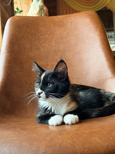 Maine-Coon kassipojad (5 foto / 6)
