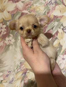 Müüa armas Chihuahua beebi. (1 foto / 3)